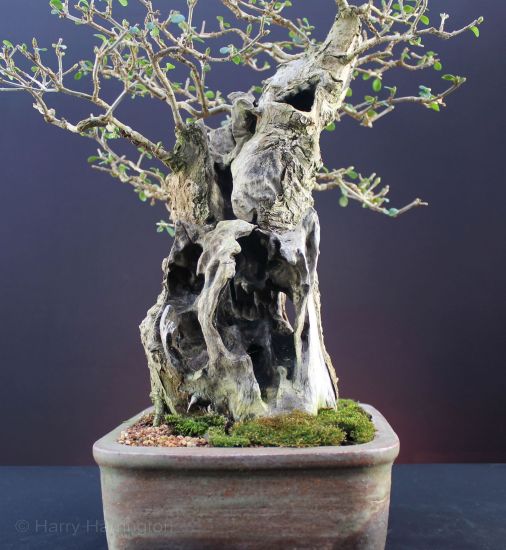 privet bonsai